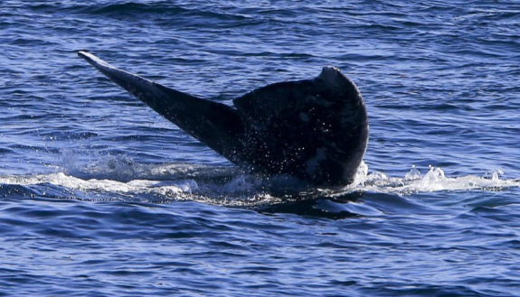 large animals such as whales are at greatest risk by climate change