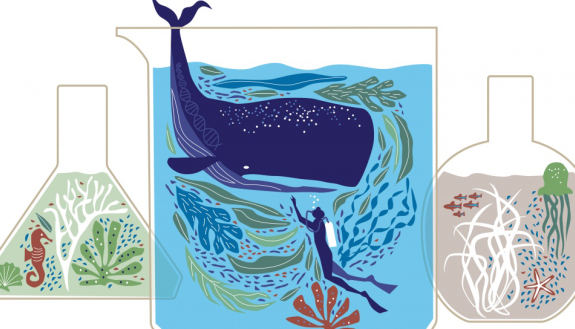 graphic indicating marine medicine study of whales