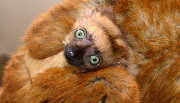 Eulemur flavifrons infant McKinnon, born 3/22/2017, clings to her mother Wiig. In 2015, it was estimated that the blue-eyed black lemur could go extinct in the wild as little as 11 years. Photo by David Haring.