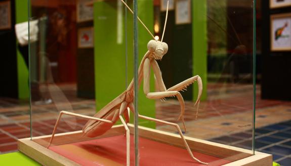 Duke biologist Alejandro Berrio creates larger-than-life insect sculptures. This wooden mantis was exhibited at the Art Science Gallery in Austin, Texas in 2013.