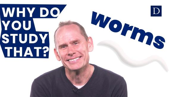 David Sherwood studies worms