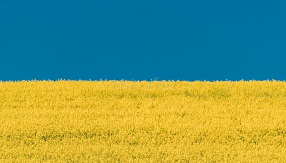 a field of yellow rapeseed under a blue sky looking like the Ukranian flag