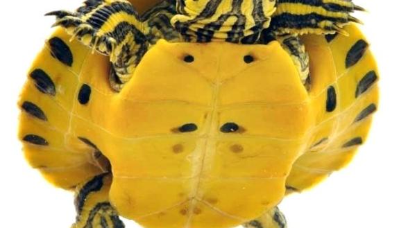 Yellow slider turtle