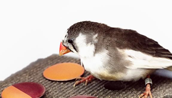 The rainbow of visible colors varies over a continuous range of wavelengths, but zebra finches break it into discrete colors much like humans, researchers report. Photo by Ryan Huang, TerraCommunications LLC