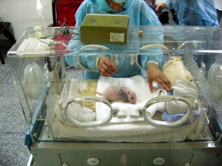 Panda mothers outweigh their babies by 900 to 1. Duke researchers analyzed bone development across newborn bears and other animals to try to understand why giant pandas give birth to such tiny babies.