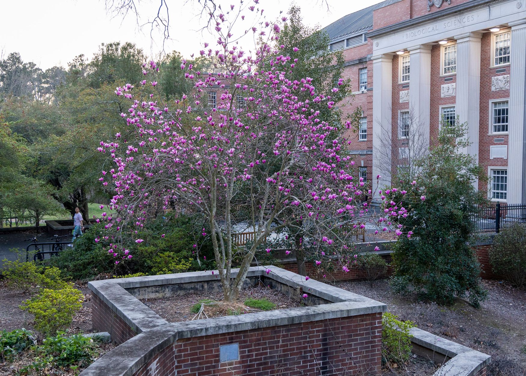 spring blossoms in bloom in front of Biological Sciences Bldg.