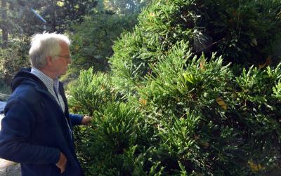 Paul Jones and a conifer