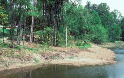 A pond